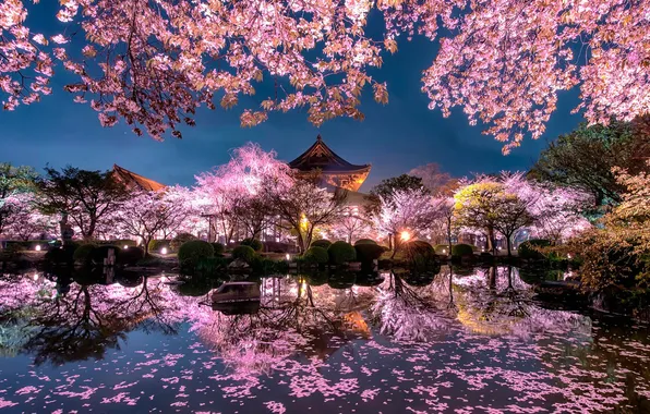 The sky, trees, landscape, night, nature, river, Japan, Sakura