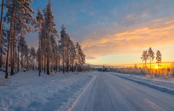 Winter, road, snow, trees, sunrise, dawn, morning, pine