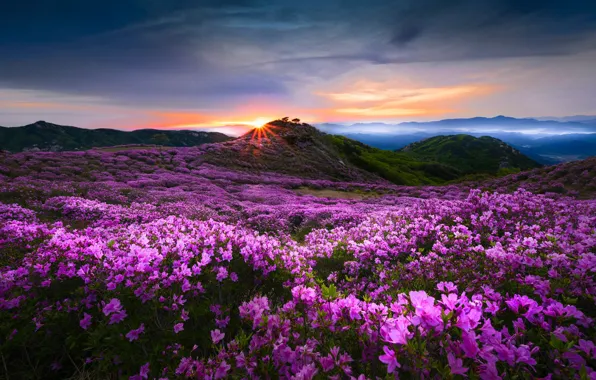 The sun, clouds, sunset, flowers, mountains, fog, thickets, hills