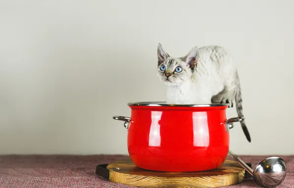 Cat, look, pose, kitty, grey, pan, blue eyes, face