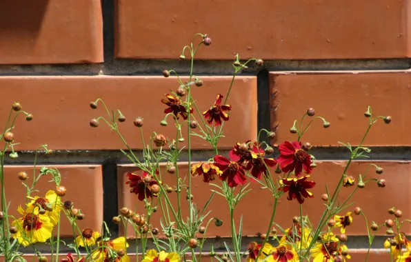 Flowers, wall, June, Mamala ©, summer 2018