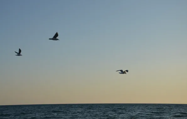 Sea, water, birds, blue, relax, seagulls, the air, calm