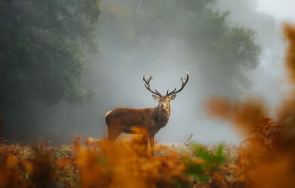 Autumn, forest, trees, nature, fog, Park, glade, deer
