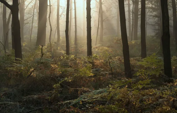 Picture autumn, forest, rays, light, trees, nature