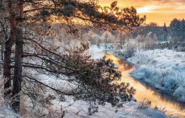 Winter, forest, snow, trees, landscape, sunset, nature, pine