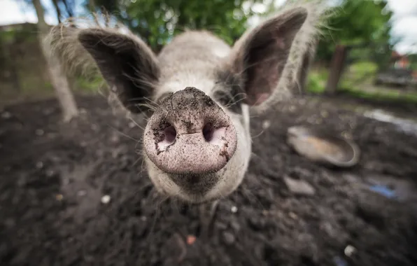 Macro, background, pig