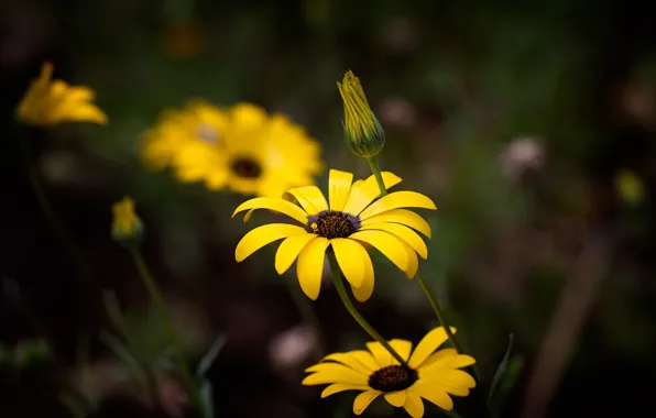 Flowers, the dark background, yellow, osteospermum