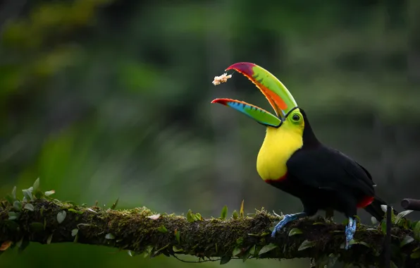 Bird, Toucan, food
