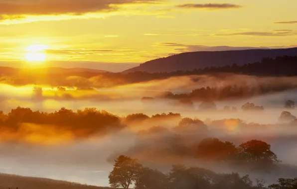 Wallpaper fog, the evening, mountains, trees