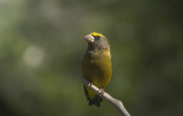 Picture bird, branch, bokeh