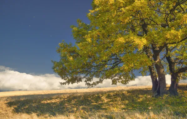 Autumn, the sky, leaves, clouds, trees, nature, the wind, sky