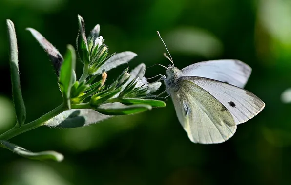 Leaves, microsemi, butterfly, wings, insect, beautiful, flowers, closeup