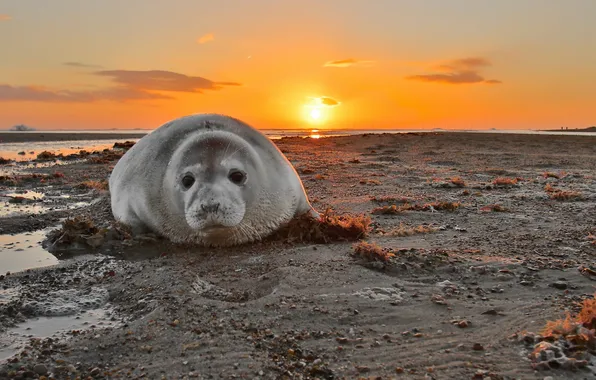 Sea, sunset, Grey Seal