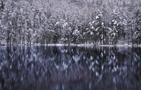 Picture winter, forest, trees, lake, reflection