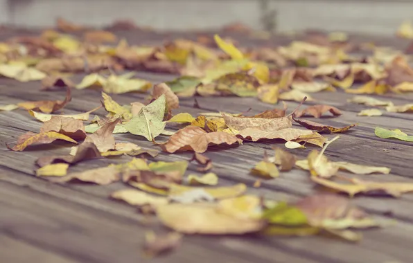Picture autumn, asphalt, leaves, dry