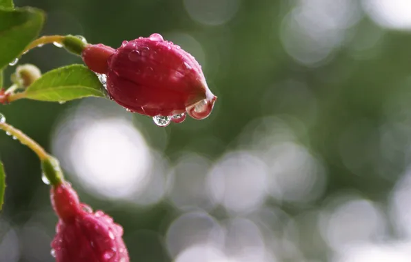 Water, drops, macro, flowers, buds, fuchsia