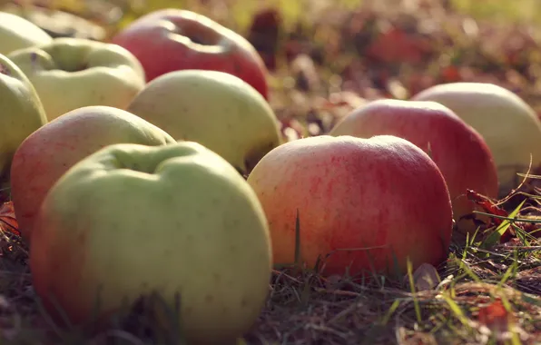 Macro, nature, apples