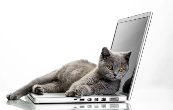 Cat, laptop, Grey, Glance, Cats
