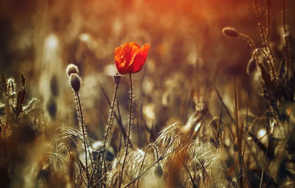 Picture field, flowers, red, background, widescreen, Wallpaper, plant, blur