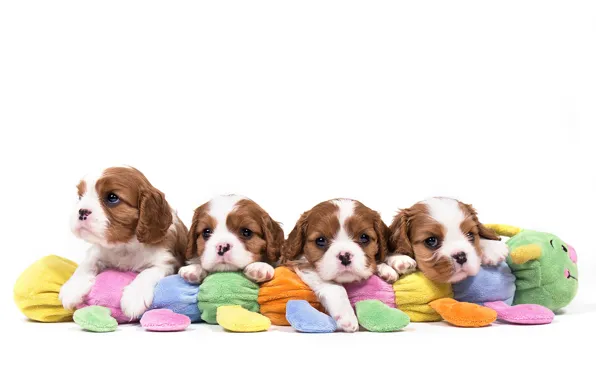 Dogs, puppies, Quartet, The cavalier king Charles Spaniel
