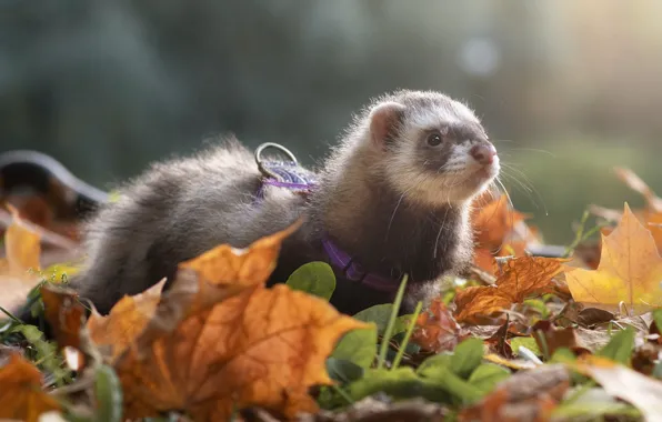 Autumn, look, light, pose, foliage, haze, collar, animal