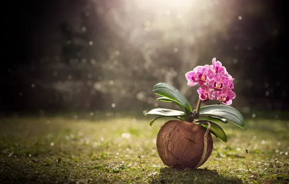 Rain, lawn, coconut, Orchid