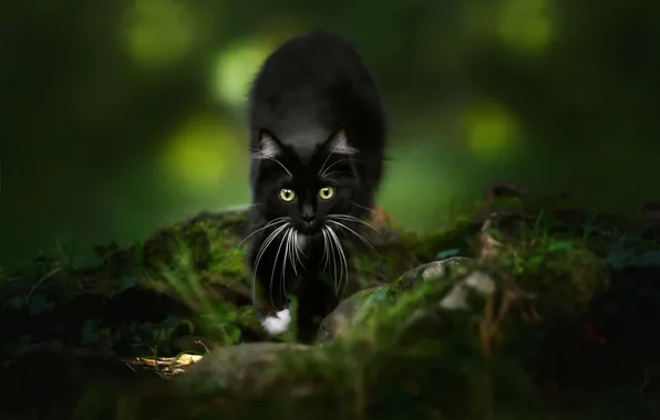 Cat, look, nature, pose, stones, kitty, black, moss
