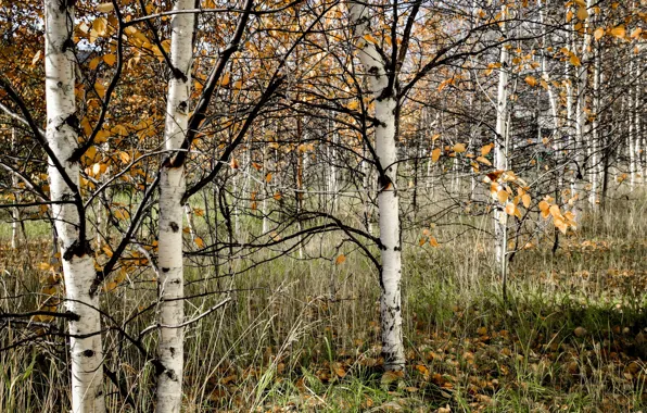 Picture forest, nature, birch