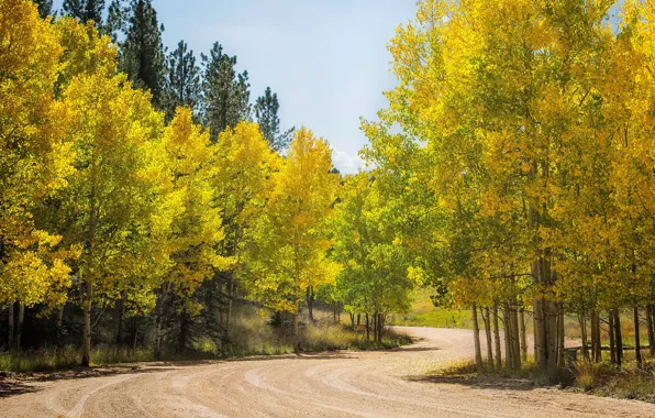 Road, autumn, forest, trees, Colorado, USA, aspen, Aspen