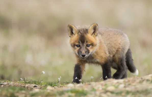 Picture look, Fox, cub, bokeh, Fox