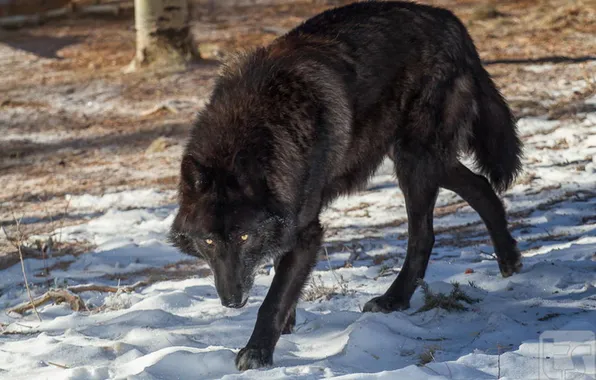 Nature, face, animal, wolf, wildlife, head, fur, mammal