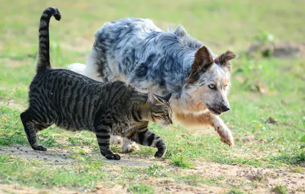 Field, cat, cat, dog, dog, boys, sneak, the conspirators