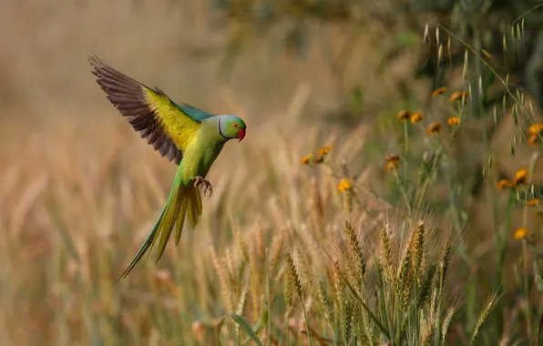 Picture nature, wings, parrot, flight