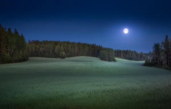 Picture field, forest, the sky, grass, stars, trees, landscape, night