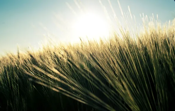 Wheat, field, summer, grass, nature, plants, sky nature, fields