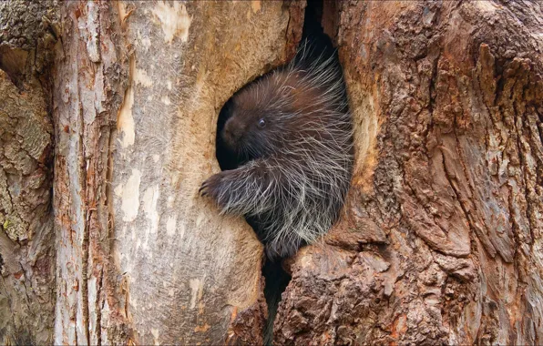 Nature, animal, miracle, porcupine