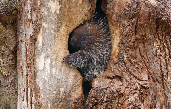 Picture animals, nature, miracle, porcupine