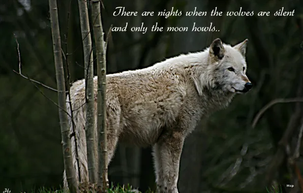 Picture nature, predator, animal, wolf, wildlife, portrait, quote, wolf wisdom