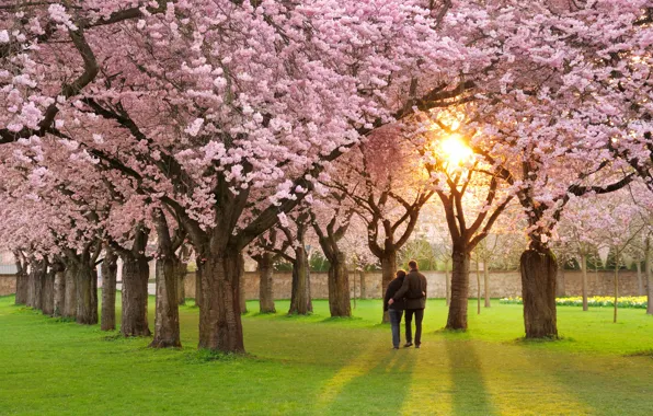 Picture mood, spring, petals, Sakura, pair, love, pink, alley