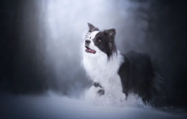 Winter, snow, dog, bokeh