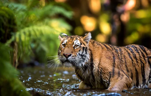 Picture look, face, leaves, water, nature, tiger, pose, background