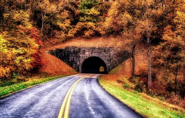 Road, autumn, asphalt, trees, branches, nature, darkness, markup