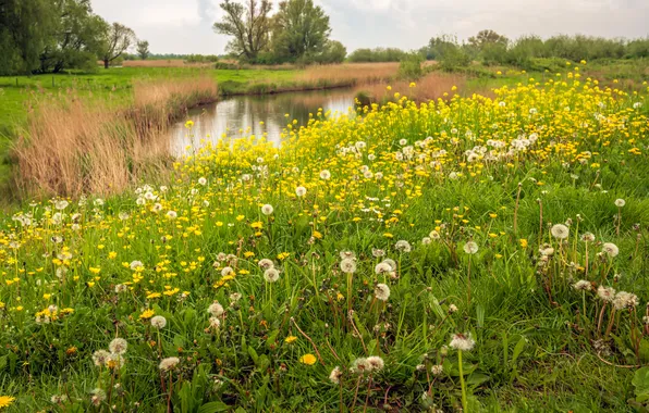 Greens, field, grass, trees, flowers, lake, shore, glade