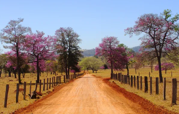 Road, field, the sky, trees, flowers, mountains, the fence, Brazil