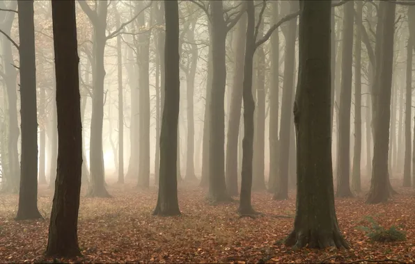 Forest, trees, landscape, fog