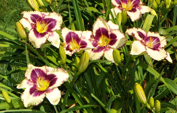 Leaves, stems, Lily, buds, closeup