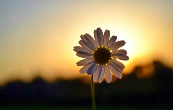 Picture PETALS, MACRO, SUNSET, SHADOWS, DAWN, SILHOUETTES, DAISY, HALO