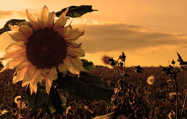 Sunset, Sunrise, Fields, Sunflower