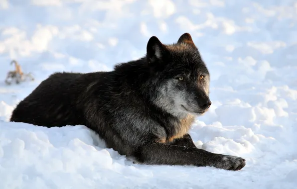 Snow, black, stay, wolf, predator