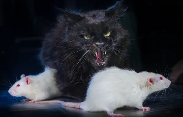 Picture cat, the dark background, black cat, rat, white rats, Igor Perfilyev